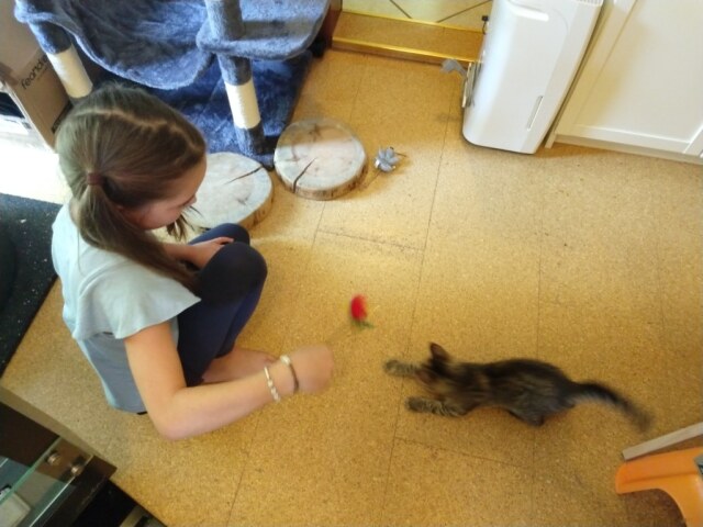 Katze Lilly beim spielen