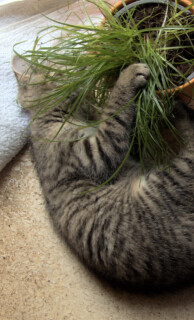 Lilly-gras-2-20250821.jpg