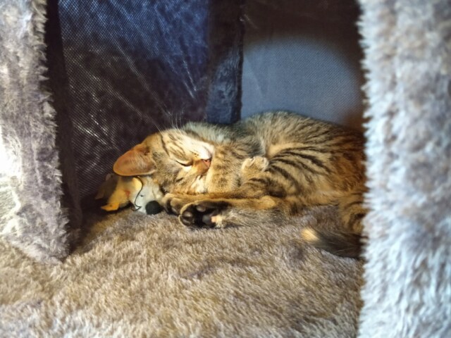 Katze Lilly schlafend im Katzenturm