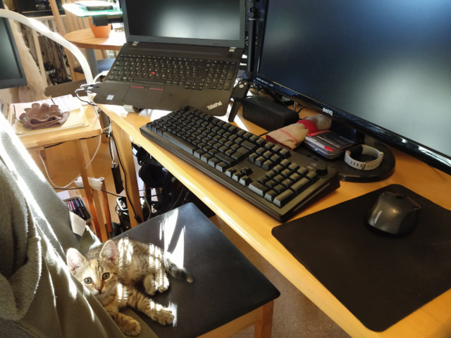 Katze Lilly sitzt auf einem Stuhl vor einem Tisch mit Laptop, Tastatur, Maus und Bildschirm