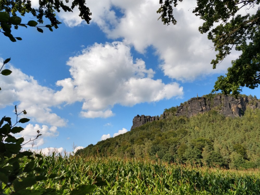 Landschaftsbild mit Lilienstein und Maisfeld in der sächsischen Schweiz.