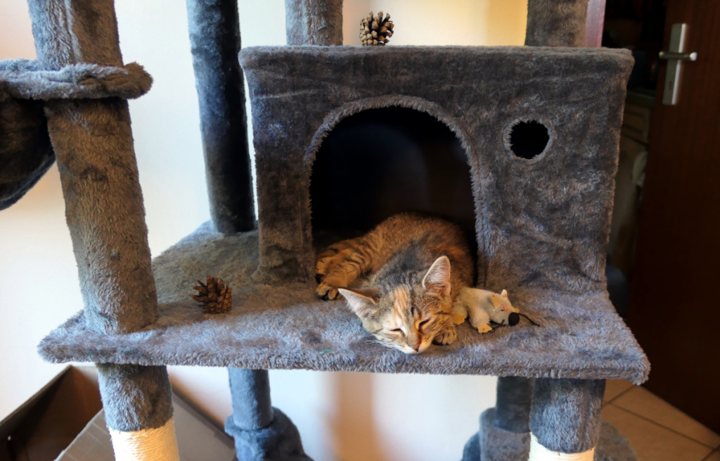 Katze Lilly liegt schlafend auf den Katzenkratzbaum