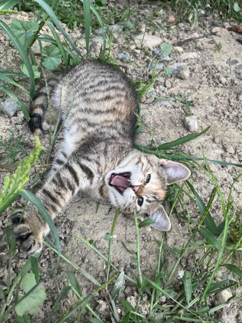 Katze Lilly