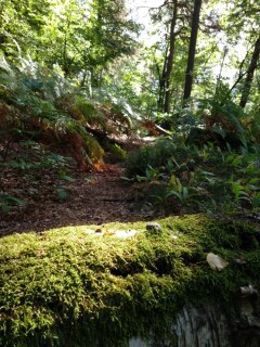 Waldwege in der sächsischen Schweiz 