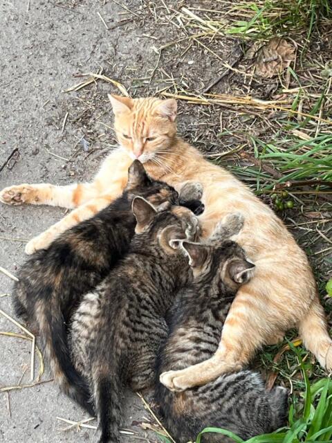 Katzenmutter mit 4 Kätzchen