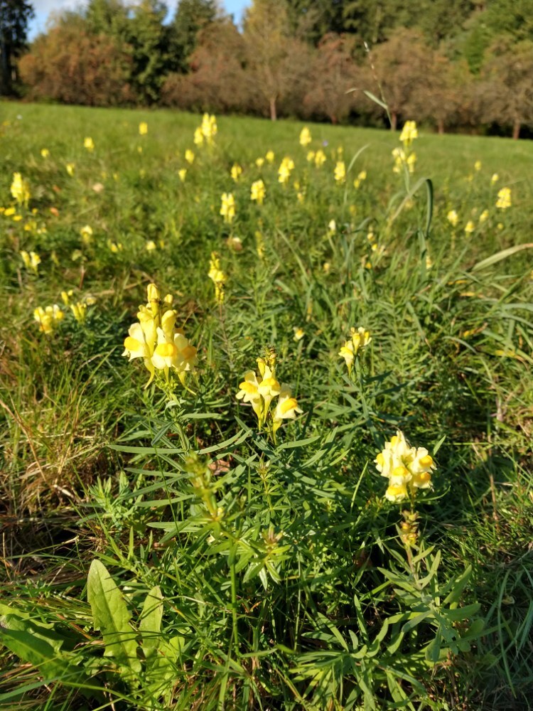 gelb leuchtendes gemeine Leinkraut auf einer Waldwiese 