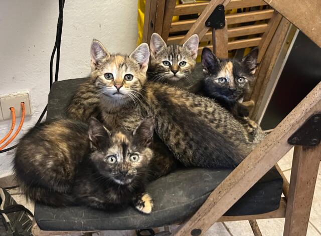 Katze Lilly mit ihren 3 Geschwister