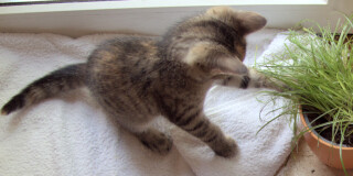 Lilly-gras-20250821.jpg
