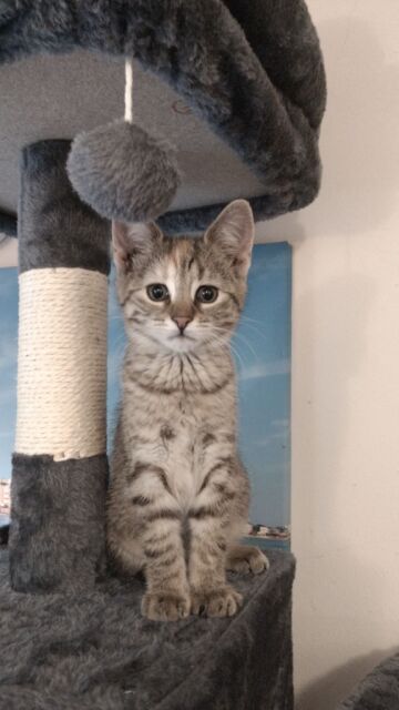 Katze Lilly auf dem Katzenkratzbaum