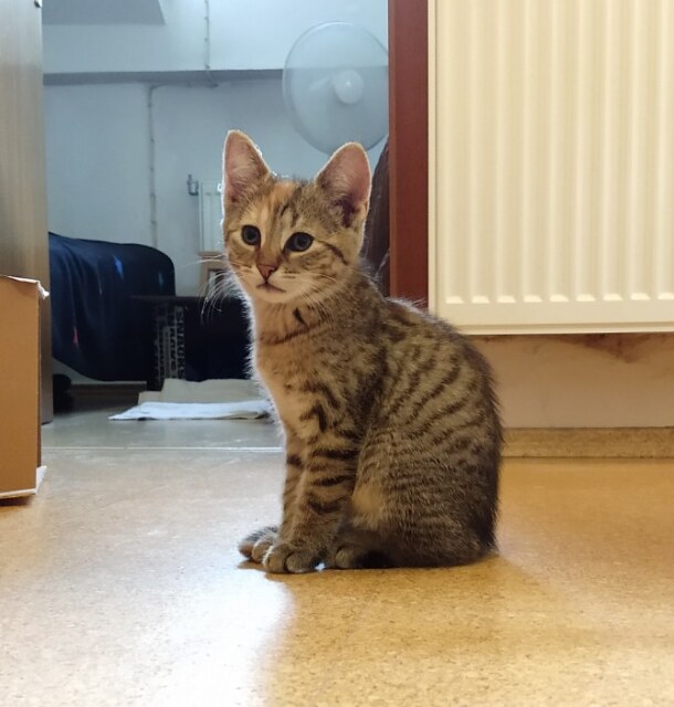 Katze Lilly am 2. Tag